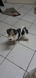 Cuccioli di Fox Terrier con pedigree