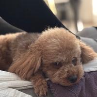 Blu desidera cagnolina per accoppiamento
