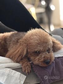 Blu desidera cagnolina per accoppiamento