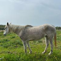 Cavalla