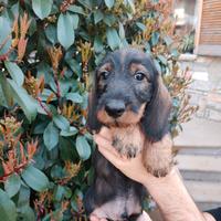 Bassotti a pelo ruvido