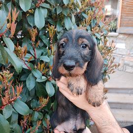 Bassotti a pelo ruvido