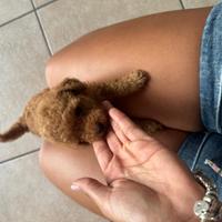 Barboncini Toy /barboncino Toy ultimo Red fulvo