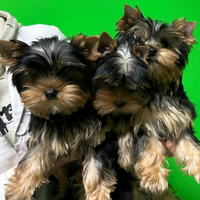 Yorksheire cucciolini