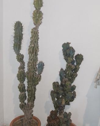 piante grasse oltre 40 anni