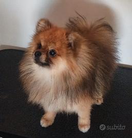 Spitz di Pomerania disponibile per accoppiamento