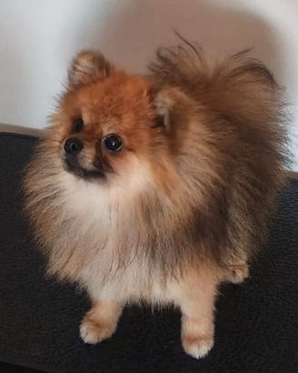 Spitz di Pomerania disponibile per accoppiamento