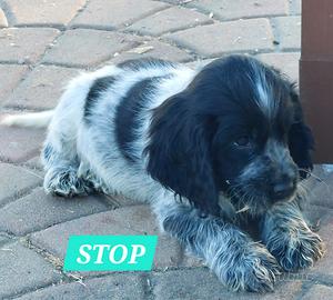 Cocker Spaniel cucciolo maschio