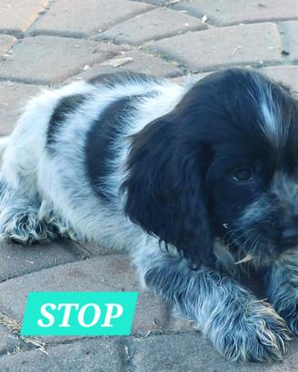 Cocker Spaniel cucciolo maschio
