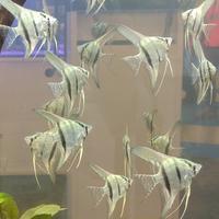 SCALARE pterophyllum tutte le colorazioni