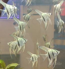 SCALARE pterophyllum tutte le colorazioni