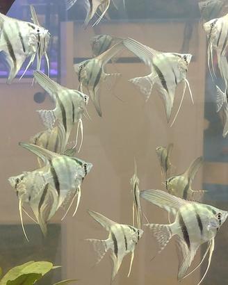 SCALARE pterophyllum tutte le colorazioni