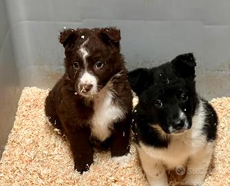 Cuccioli incrocio australiano con border collie