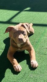Cucciola di Pitbull ukc con Pedigree  Tricolor