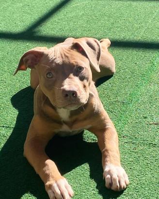 Cucciola di Pitbull ukc con Pedigree  Tricolor