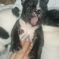 Bulldog francese