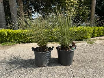 Dasylirion longissimum