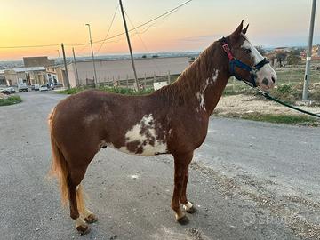 Cavallo paint Horse