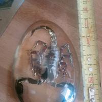 fermacarte entomologia 