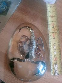 fermacarte entomologia 