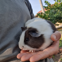 Porcellino d'india/cavia peruviana