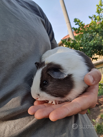 Porcellino d'india/cavia peruviana