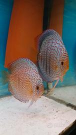 Piccoli di discus galaxy e panthera 