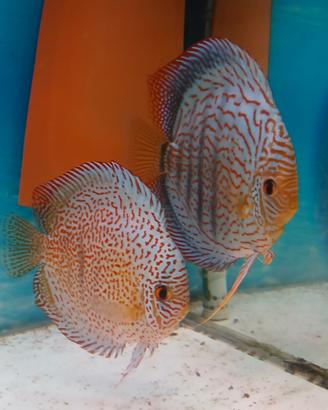 Piccoli di discus galaxy e panthera 