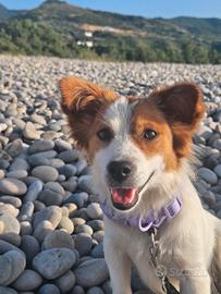Cucciola di 2 anni jack russel pelo lungo