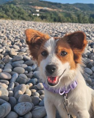 Cucciola di 2 anni jack russel pelo lungo