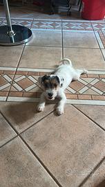Jack russell