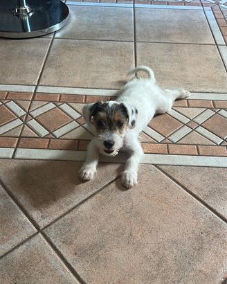 Jack russell