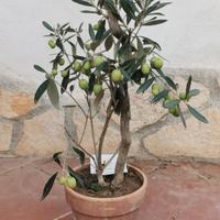 bonsai mini albero da frutto