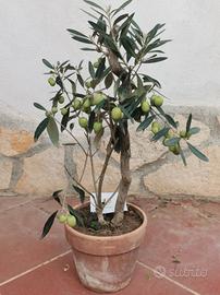 bonsai mini albero da frutto