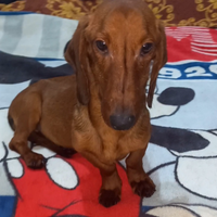 Bassotto fulvo red