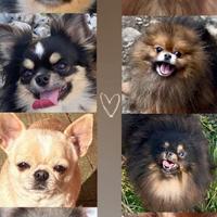 Cessione adulti Chihuahua e Pomerania