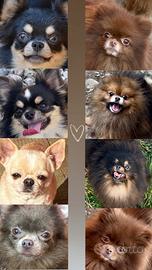 Cessione adulti Chihuahua e Pomerania