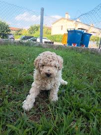 Cucciolo Barboncino 