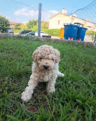 Cucciolo Barboncino 