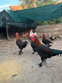 Galline marans