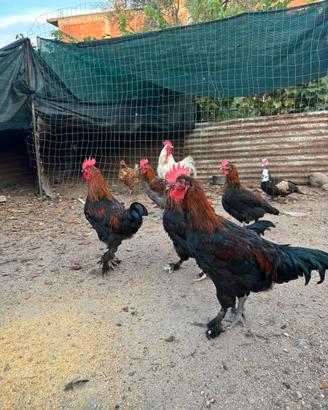 Galline marans