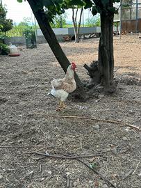 Galline nostrane