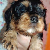Cucciolo cavalier king