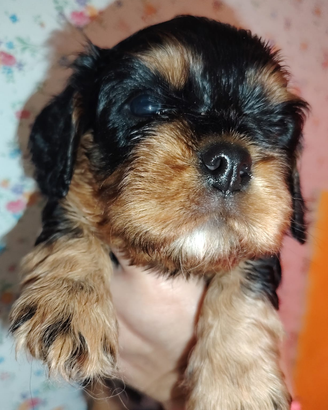 Cucciolo cavalier king