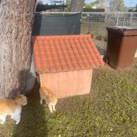 cuccia cane