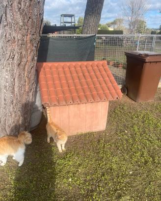 cuccia cane