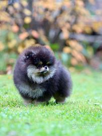 Spitz Di Pomerania Mini