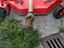 Immagine 2