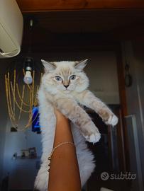 Ragdoll femmina