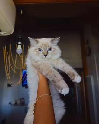 Ragdoll femmina